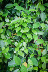 Green leaves background in garden, Natural green leaf background, Green leaves background