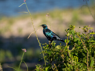 Obraz premium Riesenglanzstar (Lamprotornis australis)