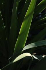 close up of green leaves