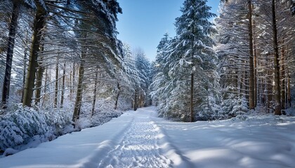 Obraz premium Snow-covered path in forest