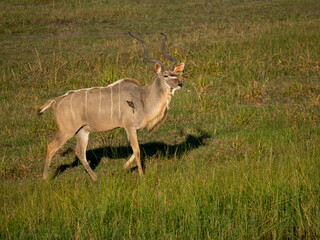 Sambesi-Großkudu (Strepsiceros zambesiensis) und Rotschnabel-Madenhacker (Buphagus erythrorynchus)