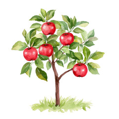 Watercolor illustration of a fruit bearing apple tree with red apples