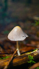 Coprinellus domesticus mushroom growing on a branch in the forest