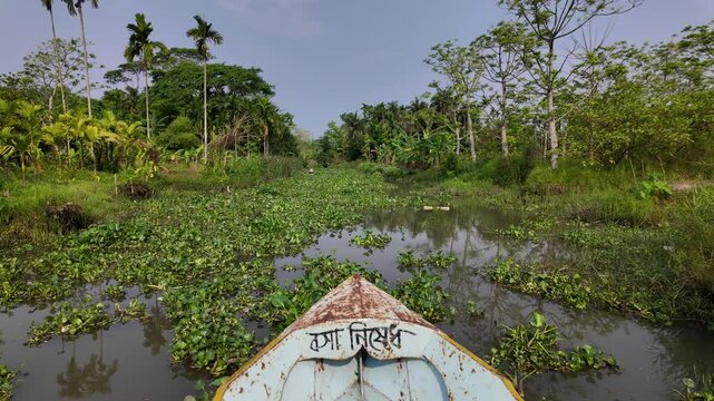 Local boats rowing in the middle of hyacinths, Barisal, Banaripara, Bangladesh