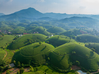 Aerial view of Long Coc tea hill, one of the most beautiful tea plantation in Vietnam. Nature...