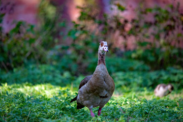 Ägyptische Nilgans im Gras