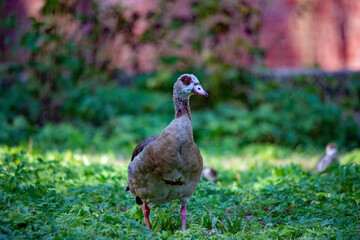 Eine Ägyptische Gans steht im Gras