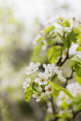 Bright colorful flowers in the spring growing season - garden and meadow flora