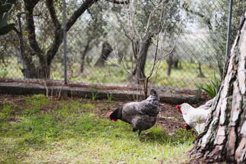 Pedigree laying hens walking on the grass in the garden