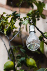 Garden decorative bulb with LED and solar panel on a branch - miniature lamp for the garden in the yard © andrey gonchar