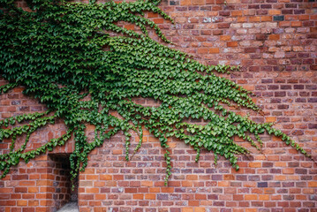 Green Ivy Climbing Red Brick Wall in Krakow