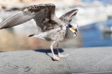 A large hungry sea gull poses on the shore for tourists for a treat - Mediterranean birds