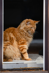 Cute ginger cat on a walk - cautious and smart look