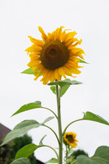 Bright colorful sunflower against the sky - flower with seeds