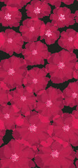 Seamless pattern of pink Cosmos. Chiffon petals and beading buds flower for textile, home decor, homeware, packagings.