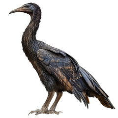 Obraz premium Anhinga bird is standing alert with its long neck and sharp beak