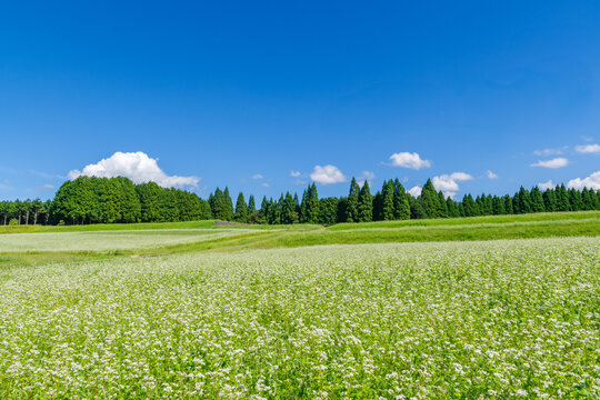 椛の湖自然公園のソバの花（岐阜県中津川市坂下）