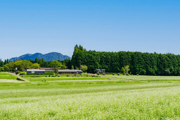 椛の湖自然公園のソバの花（岐阜県中津川市坂下）