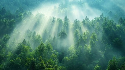 A serene forest landscape with sunlight streaming through mist, creating an ethereal atmosphere in nature's embrace.