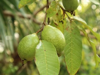 Up close, guava fruit dangles between small twigs