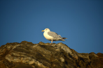 Saint-Malo - faune sauvage (sterne, goéland, bécasseau)