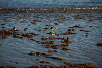 Saint-Malo - faune sauvage (sterne, goéland, bécasseau)