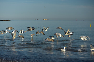 Saint-Malo - faune sauvage (sterne, goéland, bécasseau)