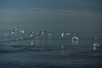 Saint-Malo - faune sauvage (sterne, goéland, bécasseau)