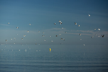 Saint-Malo - faune sauvage (sterne, goéland, bécasseau)