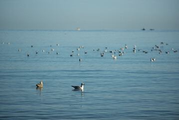 Saint-Malo - faune sauvage (sterne, goéland, bécasseau)