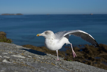 Saint-Malo - goéland