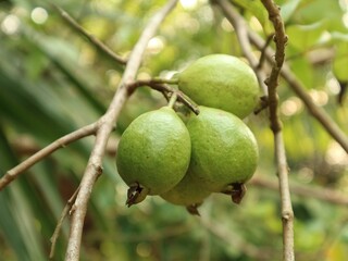 Up close, guava fruit dangles between small twigs
