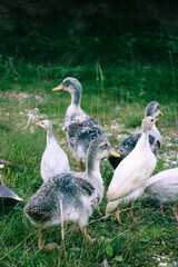 ducks on the grass