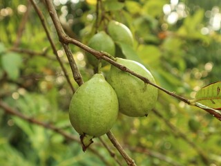 Up close, guava fruit dangles between small twigs