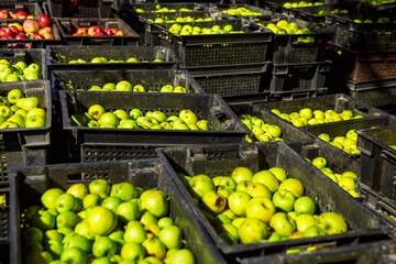 Fresh Green Apples Sorted in Black Bins at a Produce Market During the Day