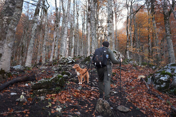 A hiker walks with a Nova Scotia Duck Tolling Retriever through an autumn forest filled with fallen...