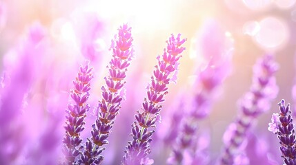 Obraz premium Lavender Flowers in Soft Sunlight Close Up