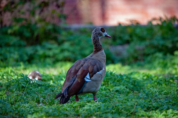 Nilgans im Gras bei Sonnenuntergang