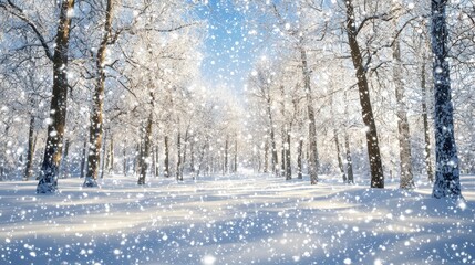 Snowfall in a Winter Forest with Trees Covered in Snow