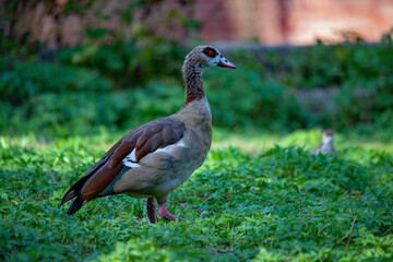 Ägytische Nilgans in Nahaufnahme