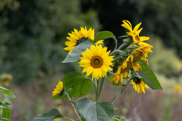 Beautiful yellow sunflowers swaying in wind in Sauerland