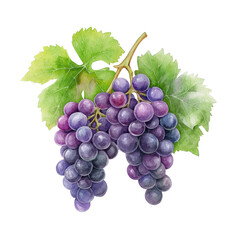 Fototapeta premium Fresh bunch of purple grapes with green leaves illustration