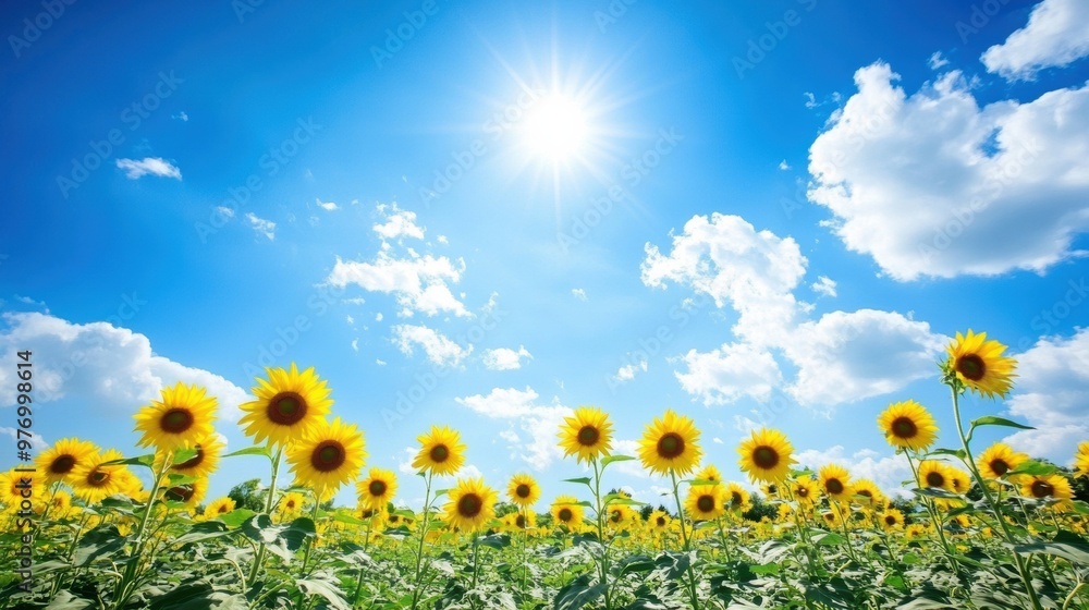 Wall mural a field of sunflowers with a bright blue sky in the background, ai