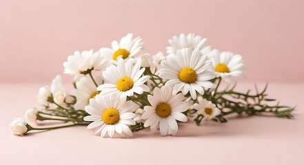 Obraz premium Minimal styled concept. White daisy chamomile flowers on pale pink background. Creative lifestyle, summer, spring concept. Copy space, flat lay, top view 