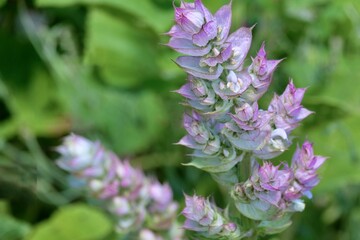 Clary sage (Salvia sclera), also known as scarlet sage, scarlet garlic and scarlet herb