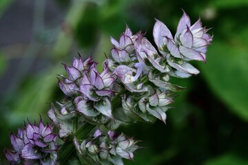 Clary sage (Salvia sclera), also known as scarlet sage, scarlet garlic and scarlet herb