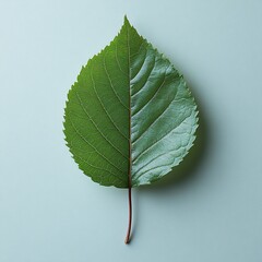A single green leaf with intricate veins, isolated on a light blue background.