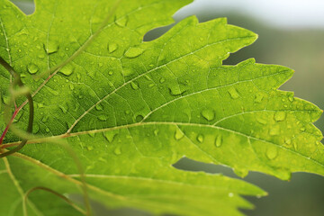 A rainy day in the vineyard