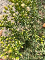 Plants