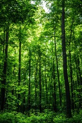 A bioengineered forest designed to absorb more carbon dioxide, illustrating the potential of biotechnology in combating climate change